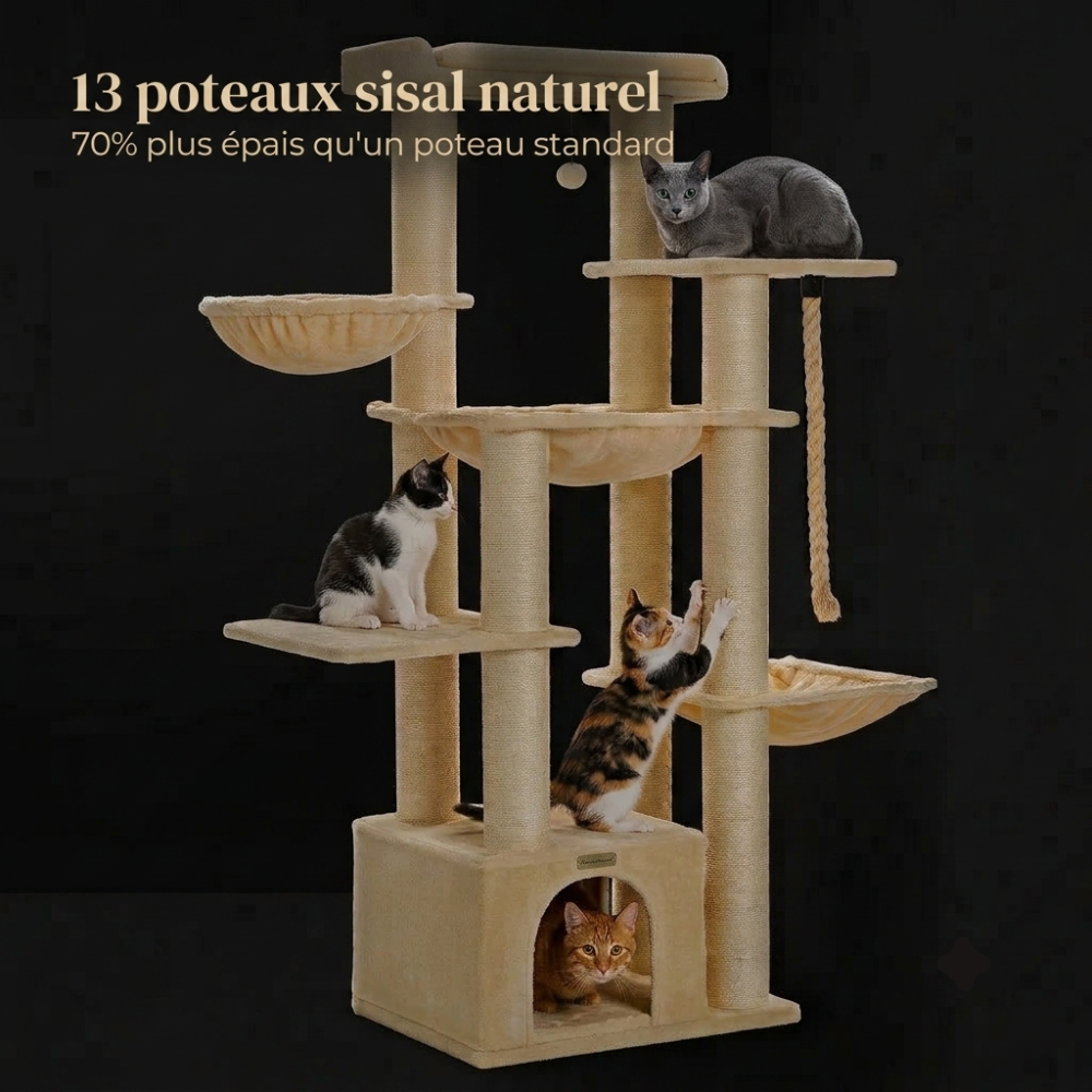Griffoir de l arbre a chat ATLAS Image